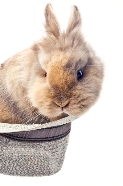 Schattig konijntje in een vintage hoed — Stockfoto