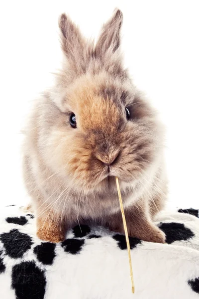 Cute bunny chewing on a straw — Stock Photo, Image