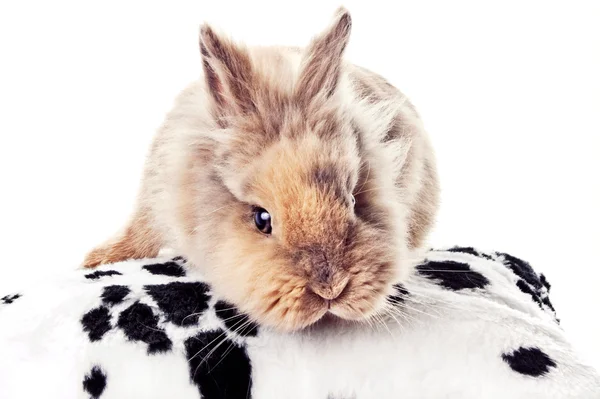 Sevimli tavşan kameraya bakıyor — Stok fotoğraf