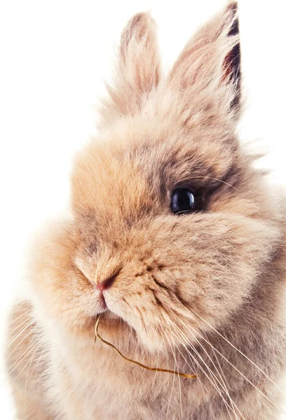 Sevimli tavşan bir saman üzerinde çiğneme — Stok fotoğraf