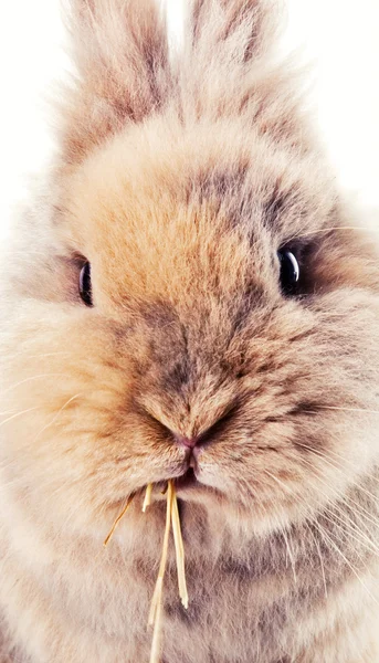 可爱的小兔子嚼着一根稻草 — 图库照片