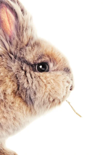 Carino coniglietto masticare una cannuccia — Foto Stock