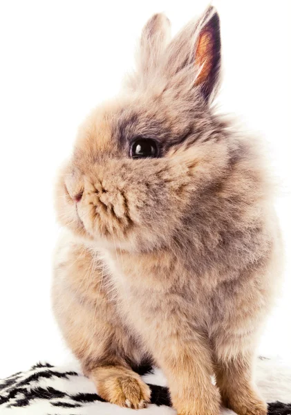Милый кролик крупным планом — стоковое фото