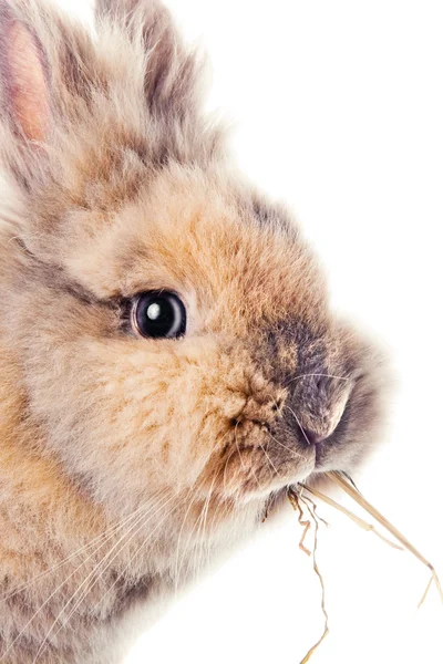 Sevimli tavşan bir saman üzerinde çiğneme — Stok fotoğraf