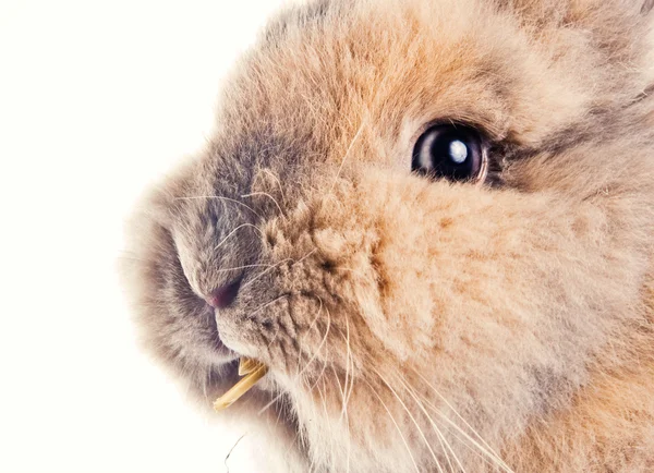 Carino coniglietto masticare una cannuccia — Foto Stock