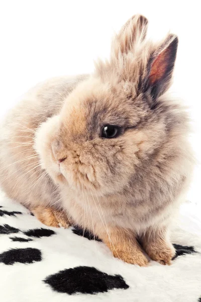 귀여운 토끼 근접 촬영 — 스톡 사진