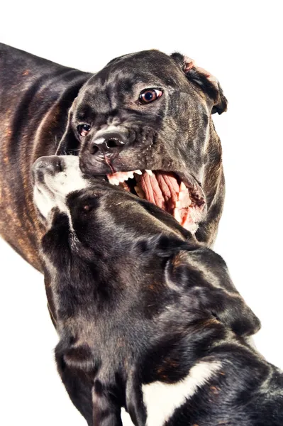 Iki cane corso köpek oynama ve mücadele — Stok fotoğraf