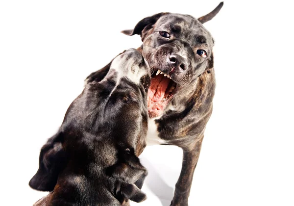 2 つの杖コルソ犬再生との戦い — ストック写真