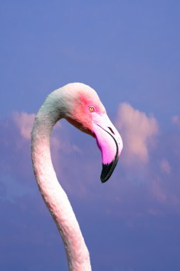 bir flamingo başkanı