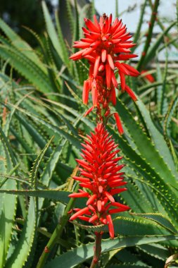 çiçek açması aloe vera