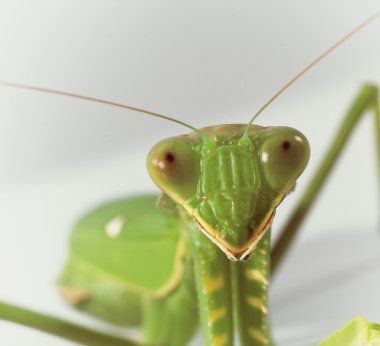 Mantis religiosa clipart