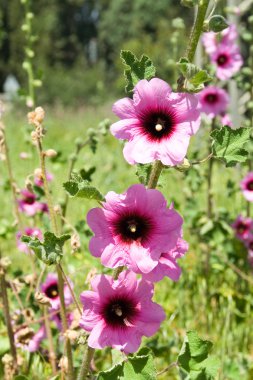 Bristly Hollyhock clipart