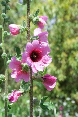 Bristly Hollyhock