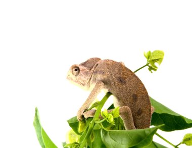 Chameleon clipart