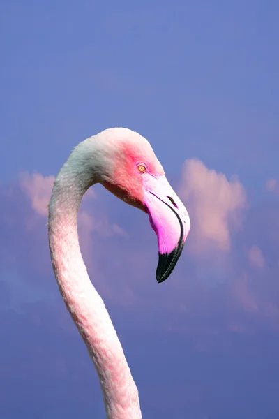 Huvudet av en flamingo — Stockfoto