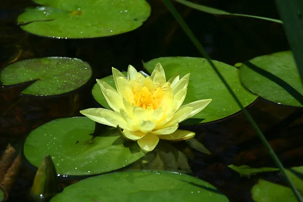 stock image Lotus