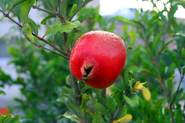 stock image Pomegranate