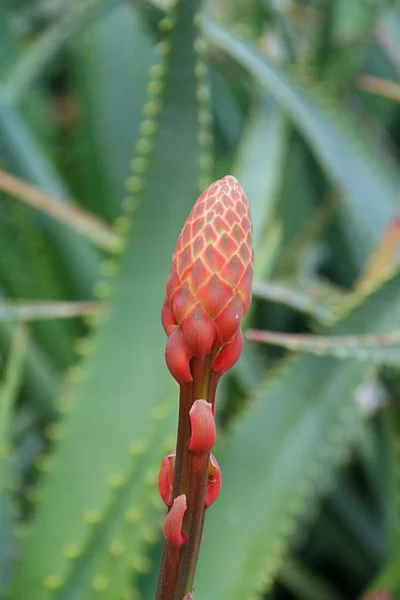 Aloe vera florescente — Fotografia de Stock