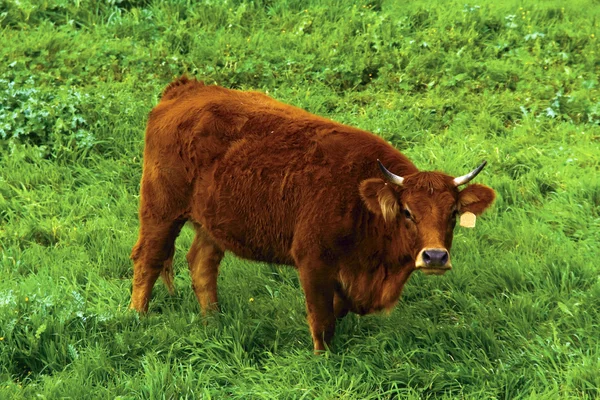 Der Stier auf einer Wiese — Stockfoto