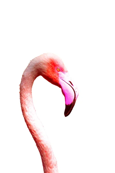Bir flamingo başkanı — Stok fotoğraf