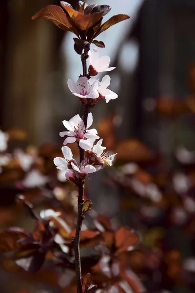 stock image Flower of plum