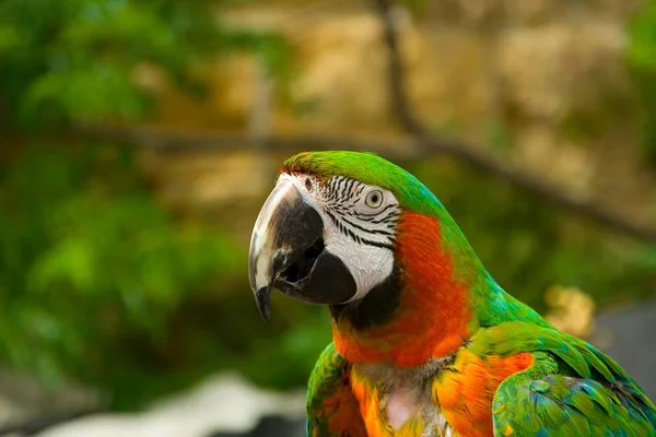 stock image Parrot