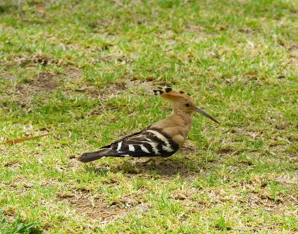 stock image Hoopoe