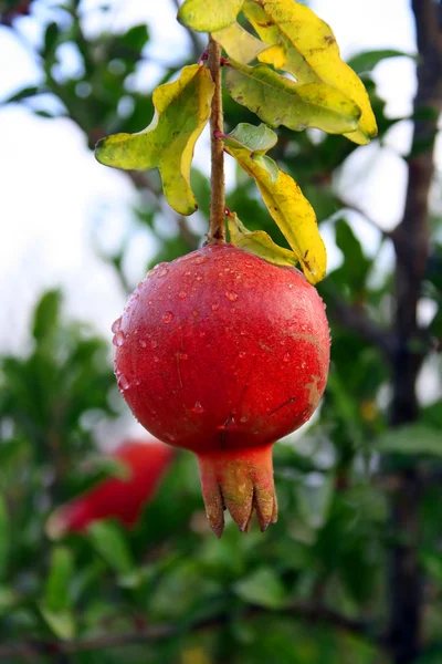 stock image Pomegranate