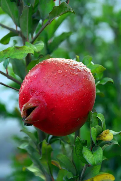 stock image Pomegranate