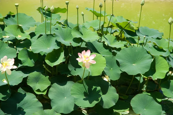 stock image Lotus