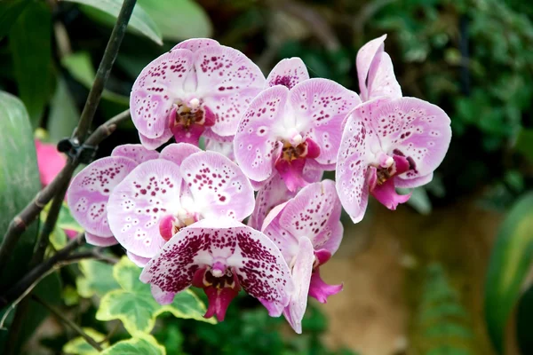 Orkide — Stok fotoğraf