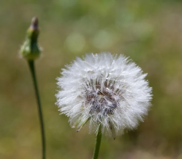 stock image Dandelion