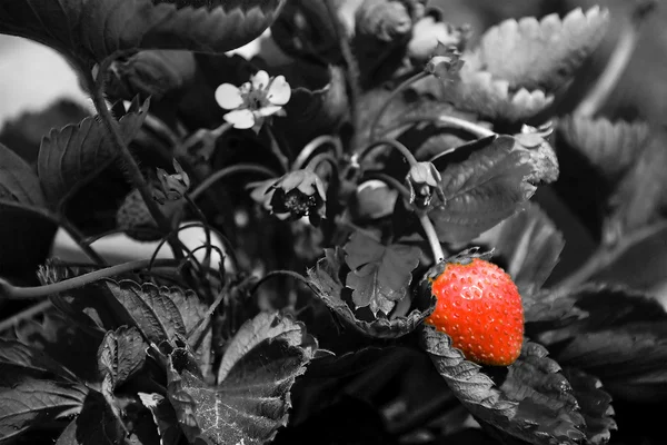 草莓 thrickets — 图库照片