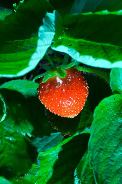 Thrickets της μια φράουλα — Φωτογραφία Αρχείου