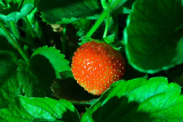 Thrickets av en jordgubbe — Stockfoto