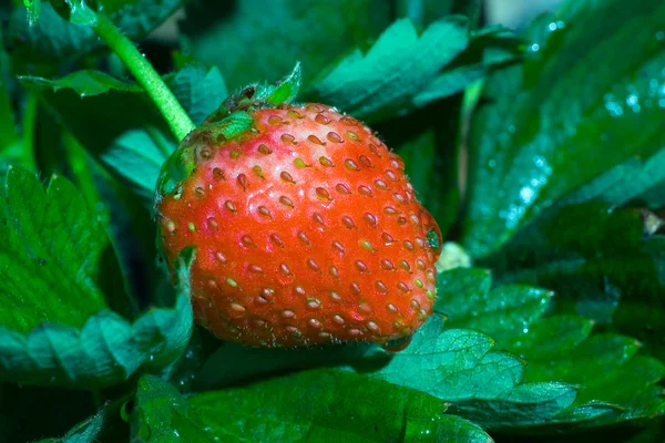 딸기의 thrickets — 스톡 사진