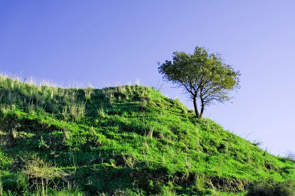 Albero solitario su una collina — Foto Stock