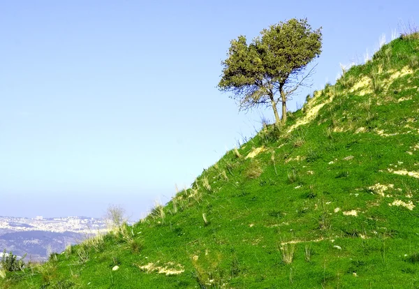 Самотнє дерево на пагорбі — стокове фото