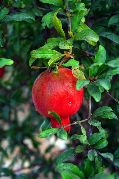 stock image Pomegranate