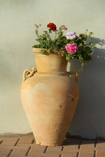 Blossoming geranium — Stock Photo, Image
