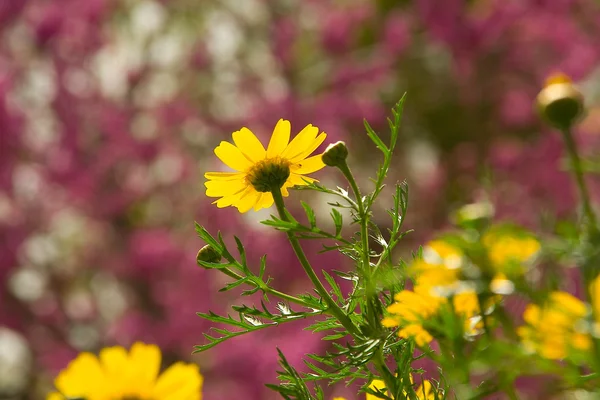 Flowering — Stock Photo, Image
