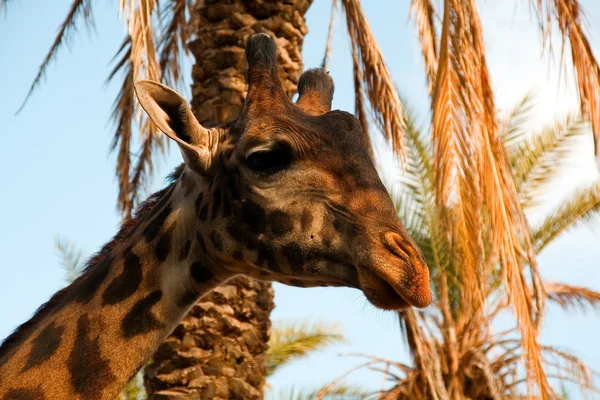 Retrato de una jirafa contra palmeras —  Fotos de Stock