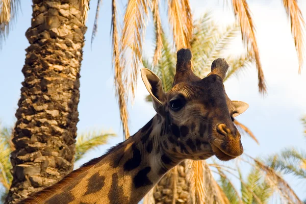 Portrét žirafa proti palmy — Stock fotografie
