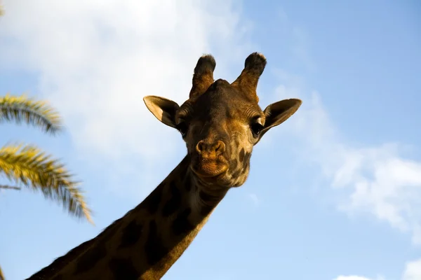 Portrét žirafa proti palmy — Stock fotografie