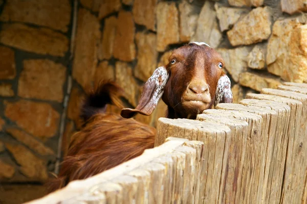 避難所のヤギ — ストック写真