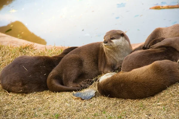 Family of otters — Stock Photo, Image
