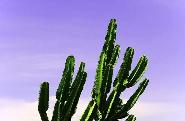 Cactus Royalty Free Stock Images