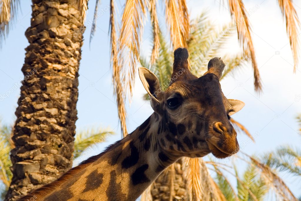 Portrait of a giraffe against palm trees — Stock Photo © Vladimir