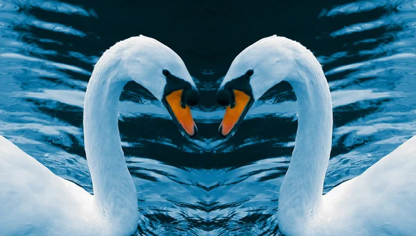 两个白色天鹅 — 图库照片