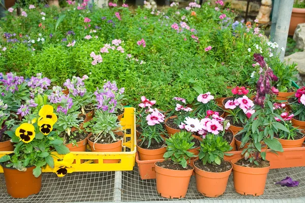 Retail of plants — Stock Photo, Image